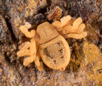 Media type: image; Invertebrate Zoology 143922